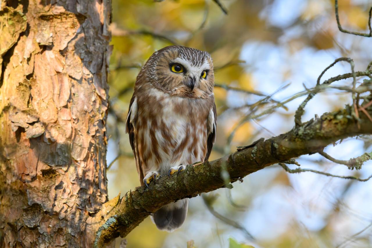 Saw whet Owl